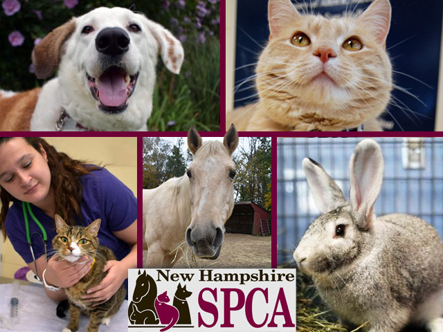 NH SPCA - A local charitable organization on a mission to save the lives of companion animals through rescue, rehabilitation and adoption.